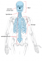 Foundation where the arms and legs are hung.


Skull
Face
Thoracic cage
Vertebra column