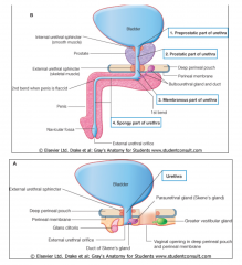 Male: 
- Preprostatic urethra is found between
the urinary bladder (internal urethral
sphincter) and the prostatic urethra 
- Prostatic urethra is embedded in the
prostate gland 
- Membranous urethra connects the
prostatic and penile urethr...