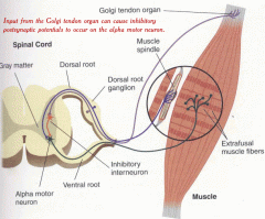golgi tendon organs