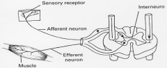 i. Produces 1 motor response - same 1 over and over
				1) Begins w/stim to a sensory receptor (ex: muscle spindle)
				2) An afferent pathway to the CNS
				3) 1+ synapses in the CNS
				4) An efferent pathway to the periphery
				5) An effe...