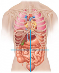 The 4 equal regions, centered around the umbilicus, that the abdominal cavity is divided into.