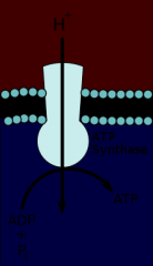 Protein/enzyme in the membrane of the mitochondria that allows Hydrogen ions (protons) back into the matrix after theyve been separated

The H+ spins the ATP synthase like a turbine, which pushes an ADP and phosphate close enough to bond into ATP