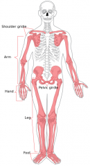 Rest of the skeleton


Arms
Legs
Pelvis