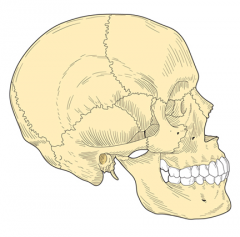 Cranium
Facial bones