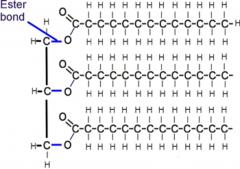 Ester Bonds
Strong Covalent bonds