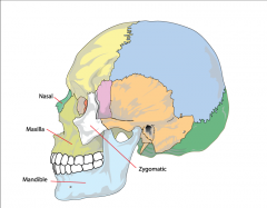 14 bones total.
Surround the sensory organs Provide shape for the upper airway.
1x Mandible
2x Maxillae
2x Zygoma
2x Nasal bone

 