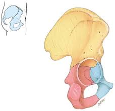 Each Os Coxa (hipbone) is made up of three separate bones that fuse togeater. What are the names of those three bones?