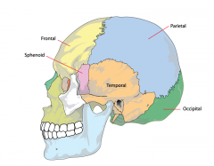 Comprised of 4 thick bones, fused bones above the eyes and ear to protect the brain.


Occiput
Temporal
Parietal
Frontal
Sphenoid
Foramen magnum