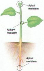 1.) produces auxin