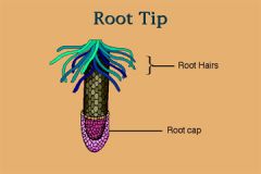 1.) basically a helmet for apical meristems when the root is growing