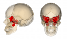Basilar skull


Middle of the skull towards the front
Resembles a butterfly
Forms the posterior wall of the nasopharynx and anterior wall of the cranium
Fractured by significant head trauma
Fracture may allow leakage of cerebrospinal fluid into ...