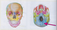 Most posterior part of the cranium