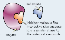 A competitive inhibitor have a similar shape to the substrate molecules.
They compete with the substrate molecules to bind to the active site, but no reaction takes place.
Instead they block the active site, so no actual substrates can bind.