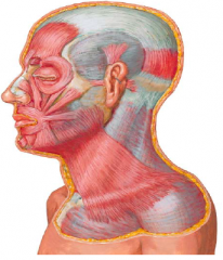 • The occipitofrontalis is a flat digastric
muscle, with occipital and frontal bellies
that share a common tendon, the
epicranial aponeurosis
• The occipital belly attaches to the superior
nuchal line
• The frontal belly inserts into t...