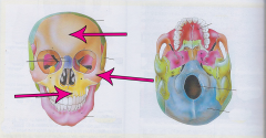 Eye Socket


Made up two facial bones (maxilla and zygoma) and the frontal bone from the cranium
Solid bony rim
Protrudes around the eye