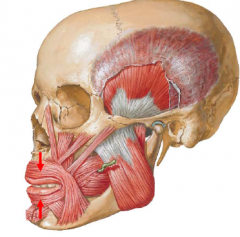• The orbicularis oris, encircles the mouth within the lips, controlling entry and exit through the oral fissure
• The orbicularis oris is also important during articulation (speech)
• Attachments:
– Medial maxilla and mandible, and ang...