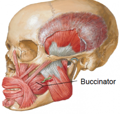 • The buccinator is a thin, flat, rectangular muscle that attaches laterally to the alveolar processes of the maxillae and mandible, opposite the molar teeth, and to the pterygomandibular raphe, a tendinous thickening of the buccopharyngeal fasc...