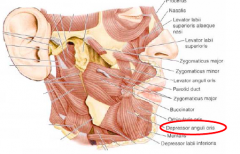 • The depressor anguli oris is a triangular muscle
• It originates from the external oblique line of the mandible.
• The ascending fibers converge
at the apex to insert into the angle of the mouth from below and blend with the fibers of t...