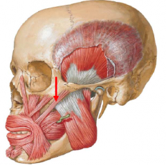 • The zygomaticus major muscle arises from the lateral aspect of the zygomatic bone.
• Its fibers angle downward and medially to insert into the angle of the mouth and blend with the orbicularis oris muscle.
• Action: draws the angle of th...