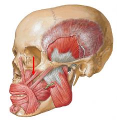 • The zygomaticus major muscle arises from the
anterior aspect of the zygomatic bone.
• Its fibers angle downward and medially to insert into
the skin of the upper lip
• Action: Assists in elevation of the the upper lip
• Innervation:...