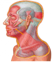 • The risorius muscle is a thin muscle that arises from parotid and masseteric fascia, and buccal skin
• The risorius muscle inserts transversely into the angle of the mouth
• Action: Retracts the angle of the mouth posteriorly
• Innerv...