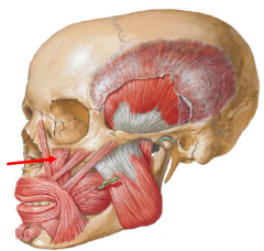 The levator labii superioris muscle arises originates from the inferior orbital margin.
• It inserts into the upper lip
• Action: Raise the upper lip.
• Innervation: Buccal br. of facial nerve