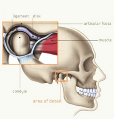 TMJ


The joint between the between the mandible and temporal bone