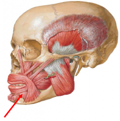 • The depressor labii inferioris muscle arises from the lowest portion of the oblique line of the mandible
• It inserts into the skin of the lower lip
• Action: Depresses the lower lip
• Innervation: marginal mandibular br. of facial nerve