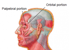 • Originates from medial orbital margin and lacrimal bone
• Inserts into skin around orbit
• Two parts with different
actions:
– Palpebral (blinking)
– Orbital (forceful closing) Palpebral portion Orbital portion
• Innervation: t...