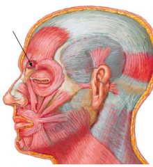 • Attachments
– Medial end of supercilliary arch (ridge superior to the supraorbital margin)
– Skin overlying the supercilliary arch and supraorbital margin
• Action: Draws eyebrows medially and inferiorly
• Innervation: Temporal br....