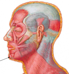 • Attachments:
– Body of mandible anterior to the roots of inferior incisors
– Skin of chin
• Action:
– Elevates and protrudes lower lip
• Innervation:
– Marginal mandibular br. of facial nerve