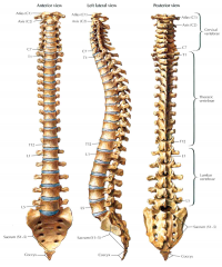 33 vertebrae
Grouped into 5 sections
Each named according to the section and number from the top down
Each vertabrae is connected by ligiment
Between each is the intervertebral disk
Supports the body
Encases the spinal canal
Nerves branch from the...
