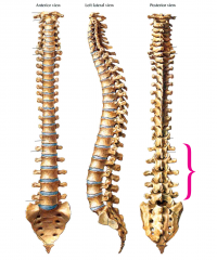 5 vertebrae
Largest segments of the vertebral column
Help support the weight of the body, and permit movement
Spinal cord ends between L1-L2 and extends to individual nerves to pelvis and legs