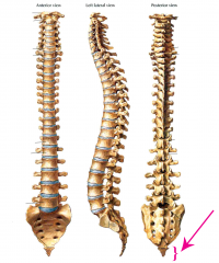 Tailbone


Last 4 vertebrae
Fuzed together