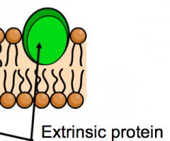 Extrinsic Proteins