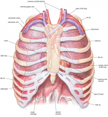 Thoratic cavity / Chest


Formed by the 12 thoracic vertebrae (T1-T12) and their 12 pairs of ribs.
Inferior boundry is the diaphragm
Heart
Lungs
Great vessels (aorta and two venae cavae)
Esophagus

 