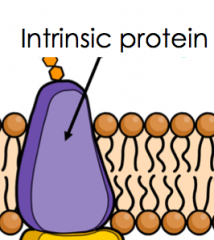 Intrinsic Proteins
