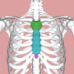 Brestplate


Along the midline of the chest
3 components: Mandibrim, Body and Xiphoid process
Ribs T1-T10 are directly attached, T11 & T12 are "floating"