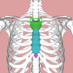 Jugular Notch


At the superior border of the sternum
Where the trachea enters the chest