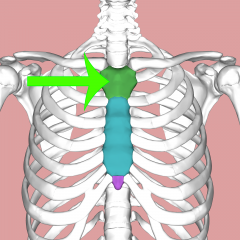 Upper section of the sternum