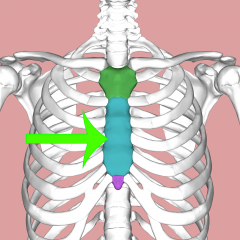 Majority of the sternum
Mostly flat