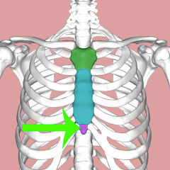 A narrow cartilaginous tip inferior to the body of Sternum