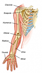 From the shoulder girdle to the finger tips
Bones: Humerus, Radius, Ulna, Carples, Metacarples, Phalanges
Muscles: Biceps & Triceps
Arteries: Brachial, Radiual, Ulnar