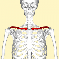 Collar Bone


Only bony attachment of the upper extremity to the axial skeleton
A strut between the scapula and the sternum
Only long bone in the body that lies horizontally