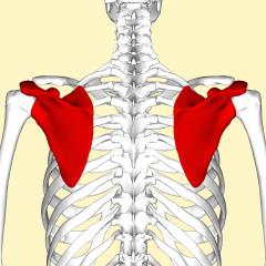 Shoulder blade


Connects the humerus (upper arm bone) with the clavicle
Only connected via ligiments and muscle on the posterior of the thoracic wall