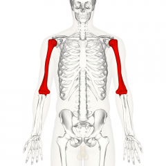 Upper Arm


Long bone that runs from the shoulder to the elbow