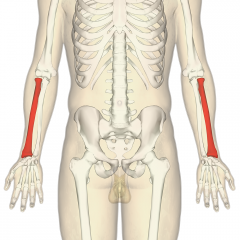 Rotates around the ulna and the far end
Extends from the lateral side of the elbow to the thumb side of the wrist
Runs parallel to the ulna