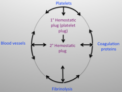 The interactive process between blood vessels, platelets, coagulation proteins and the fibrinolytic system.
 
This process leads to the cessation of bleeding via formation and then resolution of a hemostatic plug after vascular injury.