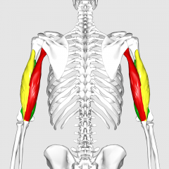 Large muscle on the back of the upper limb
Extends the elbow joint