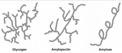 Glycogen has greater rate of enzymatic cleavage than amylopectin because of the higher frequency of branching.